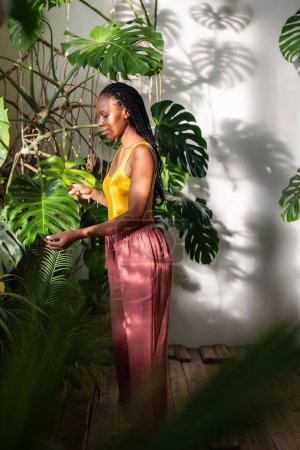 Interested plant lover african american woman spends time with houseplants touching leaves of monstera, glad result growing. Pleased attentive black female take care indoor plants in sunny greenhouse.