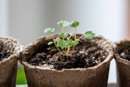 Photo for Small Strawberry Fragaria seedlings in peat pot at home. Hobby, indoor gardening, growing fruits from seed concept - Royalty Free Image