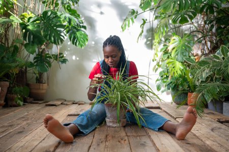 Foto de Mujer afroamericana cuidar de interior maceta Chlorophytum planta sentado en el suelo de madera atento examina las hojas. Enfocado cuidado joven negro hembra tocando planta de interior encontró plagas en invernadero - Imagen libre de derechos