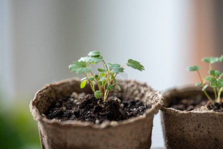 Téléchargez les photos : Petits semis Fraise Fragaria dans un pot de tourbe à la maison. hobby, jardinage intérieur, culture de fruits à partir de graines concept - en image libre de droit