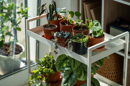 Sprouts plants in terracotta pots on cart at home. Houseplants - Pilea peperomioides, Alocasia, Anthurium, Scindapsus, Ceropegia woodii, Peperomia prostrata on metal shelfs. Indoor gardening