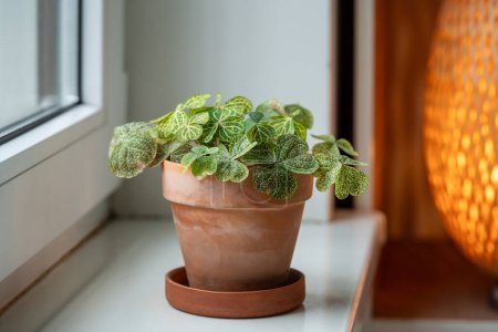 Oxalis corymbosa Martiana aureo-reticulata en pot en terre cuite, plante tendre d'oseille à feuilles vertes sur le rebord de la fenêtre à la maison. Plante d'intérieur décorative dans la maison. Concept de jardin intérieur