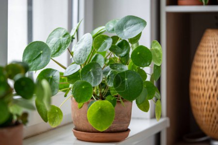 Pilea peperomioides im Terrakottatopf, üppiger Strauch mit mehreren chinesischen Topfpflanzen auf der Fensterbank zu Hause. Dekorative Zimmerpflanze im Inneren des Hauses. Gartenhallenkonzept