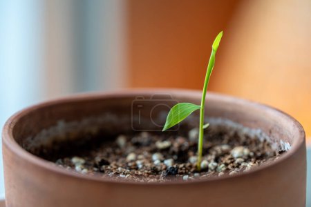 Téléchargez les photos : Gros plan de plantules de Mosso de bambou plantées dans un petit pot de fleurs poussant à la maison. Germination des graines de Phyllostachys edulis - en image libre de droit