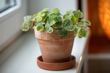 Oxalis corymbosa Martiana aureo-reticulata in terracotta pot, tender woodsorrel plant with green leaves on windowsill at home. Decorative houseplant in interior of house. Indoor garden concept