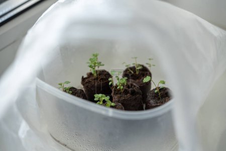 Téléchargez les photos : Semis de fraises en comprimés de tourbe ou granulés de tourbe recouverts d'un sac en plastique pour une meilleure croissance sur le rebord de la fenêtre à la maison. hobby, jardinage d'intérieur, concept de légumes de culture - en image libre de droit