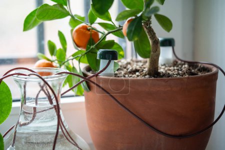 Photo for Self watering system. Drip irrigation system made of silicone tubing for potted Citrus plant in case of long weekends or holidays. Houseplant suck up water through tubes submerged in vase of water - Royalty Free Image