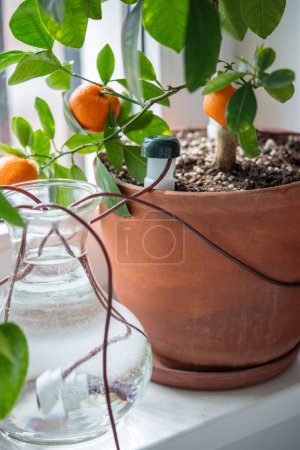 Self watering system. Drip irrigation system made of silicone tubing for potted Citrus plant in case of long weekends or holidays. Houseplant suck up water through tubes submerged in vase of water