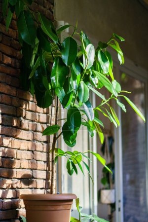 Ficus Elastica houseplant in home interior with sunlight and shadows. Stylish green plant Rubber Fig near brick wall on terrace in house, cafe or restaurant 