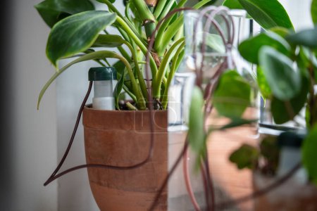 Self watering system. Drip irrigation system made of silicone tubing for Philodendron plant in case of long weekends or holidays. Houseplant suck up water through tubes submerged in bottle of water
