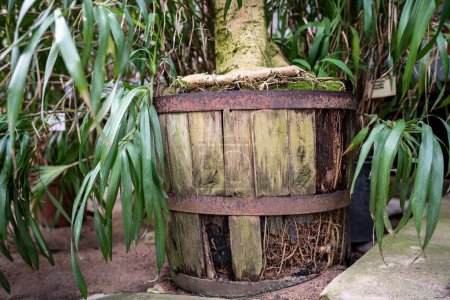 Foto de Las raíces ficus han roto maceta de madera debido al hacinamiento, debido a la gran raíz y la necesidad de repot. Trasplante prematuro de la planta y malas condiciones de crecimiento - Imagen libre de derechos