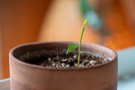 Closeup of Bamboo Mosso seedling planted in small flower pot growing at home. Germination of Phyllostachys edulis seeds