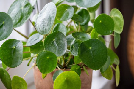 Pilea peperomioides leaves closeup, known as Chinese money plant on windowsill at home. Decorative houseplant in interior of house. Indoor garden concept