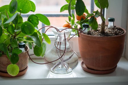 Self watering system. Drip irrigation system made of silicone tubing for indoor plants in case of long weekends or holidays. Houseplant suck up water through tubes submerged in vase of water closeup