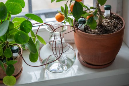 Self-watering system. Drip irrigation system made of silicone tubing for indoor plants in case of long weekends or holidays. Houseplant suck up water through tubes submerged in a vase of water closeup