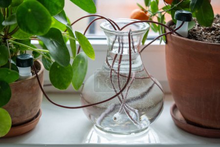 Automatisches Bewässerungssystem für Zimmerpflanzen. Vase, braune Tontöpfe mit grünen Blüten stehen auf der Fensterbank, Schläuche strecken sich vom Flüssigkeitsspeicher in die Erde. Smart Auto Blume Tropf, Selbstbewässerung.