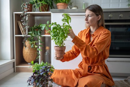 Interested woman takes care of home-grown green basil herbs, cuts leaves, sitting on kitchen floor. Female gardener pays attention to care of houseplants, tends, prunes excess and harvests crop.