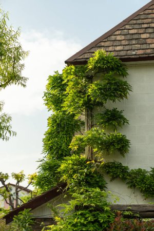 Photo for Wisteria vine framing the corner of building. Green facade with climber plants, ivy growing on wall. Greening of houses. - Royalty Free Image