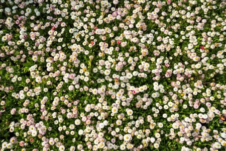 Téléchargez les photos : Blooming Bellis perennison on the meadow top view, Anglais Fleurs de marguerite poussent dans le jardin vue ci-dessus - en image libre de droit