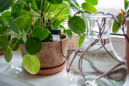 Self watering system. Drip irrigation system made of silicone tubing for indoor Pilea plant in case of long weekends or holidays. Houseplant suck up water through tubes submerged in vase of water