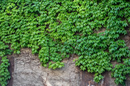 Téléchargez les photos : Façade écologique verte. Ivy bâtiment couvert à Tbilissi Géorgie. Rampant de vigne sur façade maison couverte de raisin sauvage. - en image libre de droit