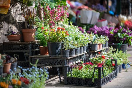 Téléchargez les photos : Marché aux fleurs en plein air à Tbilissi en Géorgie. Belles fleurs en pot et plantes pour la maison ou le jardin, mise au point douce. Divers bouquets dans des paniers à vendre au marché de rue - en image libre de droit