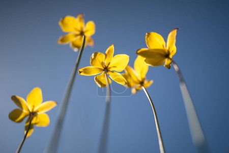 Wild yellow spring rare flowers of Tulip scythica sylvestris Bieberstein on meadow blossoms, blue sky on background, bottom view. Closeup.