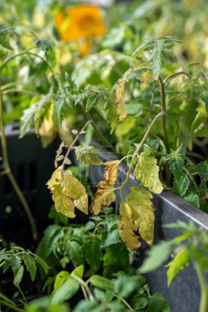  Maladies fongiques des feuilles de tomate gros plan, septoria tache foliaire, mildiou. 