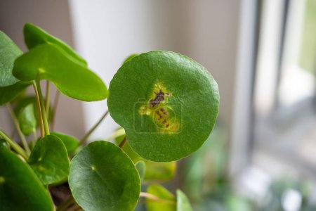 Closeup of leaf of Pilea peperomioides with sunburn, known as Chinese money plant. Brown spot on leaf from direct sunlight. Improper care and maintenance of the plant in room