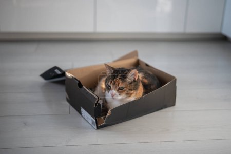 Ruhige, entspannte Katze stieg in Karton und beobachtete nachdenklich aus dem Versteck. Im Schuhkarton liegend genießen interessierte Plüschkätzchen die ruhige Zeit in einem Kinderbett zum Schlafen. Haustierliebhaber. Niedliches Haustier