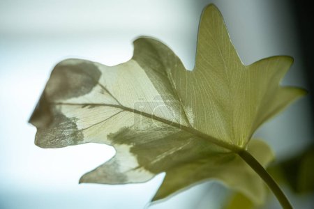 Primer plano de la hoja de Philodendron selloum Gold Satin con quemaduras solares, conocido como Philodendron Warscewiczii Aurea Flavum. Mancha marrón en la hoja de la luz solar directa. Cuidado y mantenimiento inadecuados de la planta en interiores