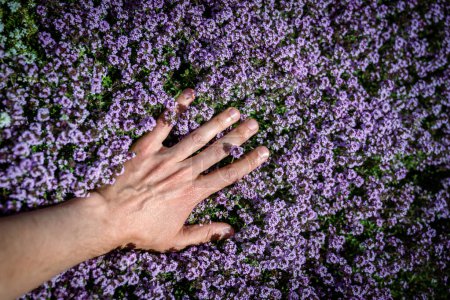 Man touches fresh aromatic Thymus vulgaris plant, hand closeup, growing in garden. Medicinal herbs