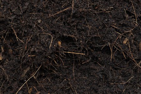 Black Düngen Boden bereit für die Aussaat, gute organische Böden mit Wurzel für die Gartenwirtschaft, Pfahlsatz Textur Detail des Bodens mit Wurzeln Staub verschmutzt. Nahaufnahme selektiver Fokus über weißem Hintergrund Isoliert