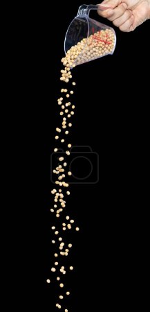 Foto de Caída de frijol de soja, frijoles de grano amarillo explotan nube abstracta volar de taza de medición. Hermosa semilla completa frijol de soja, diseño de objetos alimenticios. Congelación de enfoque selectivo tiro fondo negro aislado - Imagen libre de derechos