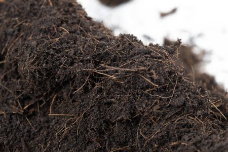 Photo for Black Fertilize Soil ready to planting, good organic soils with root for garden farming, pile set texture detail of soil with roots dust dirty.  close up selective focus over White background Isolated - Royalty Free Image