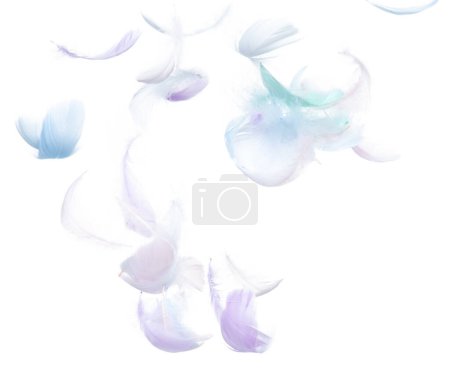Photo for Many Pastel Feather fly fall in Air over white background isolated. Puffy Fluffy soft feathers as purity smooth like dream floating dove in sky. Angle flying from heaven, photo motion - Royalty Free Image