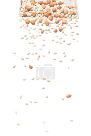 Photo for Mix white peanut beans fall down explosion, several kind bean float explode, abstract cloud fly. Dried white peanut mixed beans splash throwing in Air. White background Isolated high speed shutter - Royalty Free Image