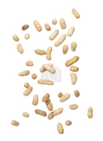 Photo for Boiled peanut fly explosion, boiled peanut bean fall down pour. Tropical boiled peanut throw in air. White background Isolated high speed shutter, freeze action - Royalty Free Image