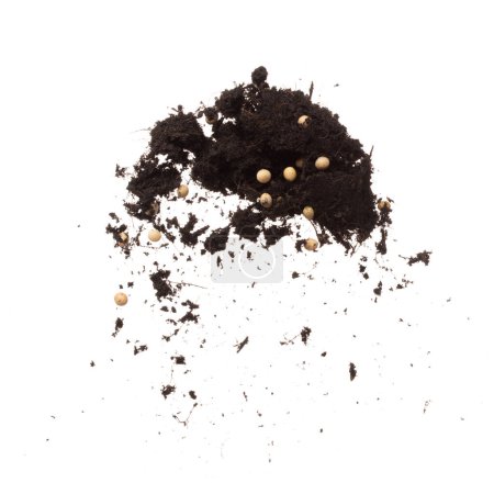 Photo for Soil dirt Soy bean mix flying explosion, Soybean soil fertilizer abstract cloud fly. Soil mix soy bean planting splash stop in air. white background isolated high speed freeze motion - Royalty Free Image