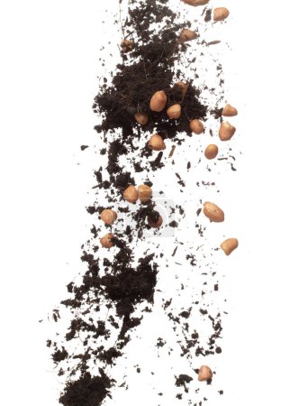 Foto de Soil dirt peanut bean mix fall fly explosion. Peanut bean soil fertilizer abstract cloud fly. Soil mix peanut beans planting splash stop in air. white background isolated high speed freeze motion - Imagen libre de derechos