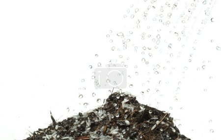 Photo for Water shower rain into jasmine rice with fertilizer soil for planting. Pouring water to growth japanese jasmine white rice in black soil. white background isolated high speed freeze motion - Royalty Free Image