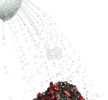 Photo for Water shower rain into kidney red beans with fertilizer soil for planting. Pouring water to growth red kidney beans in black soil. white background isolated high speed freeze motion - Royalty Free Image