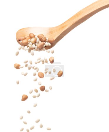 Foto de Mix white peanut beans fall down explosion, several kind bean float pouring in wooden spoon. Dried white peanut mixed beans splash throwing in Air. White background Isolated high speed shutter freeze - Imagen libre de derechos