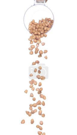 Foto de Peanut fall, brown grain peanuts explode abstract cloud fly from measuring cup. Beautiful complete seed pea peanuts, food object design. Selective focus freeze shot white background isolated - Imagen libre de derechos