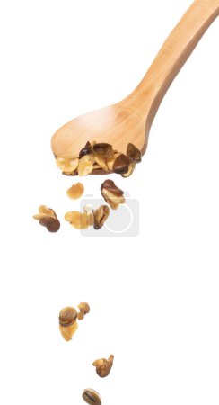 Foto de Salt Broad Beans flying explosion, broad bean fall down pour from wooden spoon. Tropical Salty roasted broad bean splash throwing in Air. White background Isolated high speed shutter, freeze action - Imagen libre de derechos