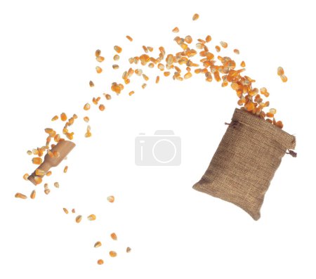 Foto de Maíz seco semilla grano volar en saco bolsa. Dispersión de semilla de maíz amarillo dorado, explosión flotar en forma de grupo de línea de forma. Fondo blanco aislado congelar movimiento obturador de alta velocidad - Imagen libre de derechos