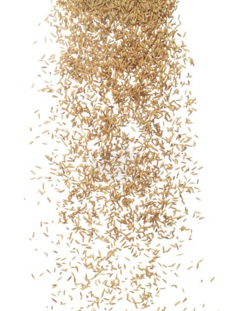 Foto de Arroz El grano de arroz vuela en el aire. Arroz amarillo dorado cayendo dispersión, explosión flotar en forma de grupo de línea de forma. Fondo blanco aislado congelar movimiento obturador de alta velocidad - Imagen libre de derechos