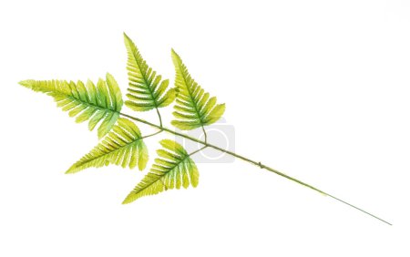 Téléchargez les photos : Feuille verte Artificielle de nombreuses feuilles tropicales avec branche. Feuilles vert foncé de faux palmier artificiel tropical, feuilles de plantes feuillues tropicales poussant dans la nature. Fond blanc isolé - en image libre de droit