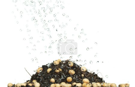 Téléchargez les photos : Douche d'eau pluie dans les fèves de soja avec du sol fertilisant pour la plantation. Verser de l'eau sur les graines de soja en terre noire. fond blanc isolé mouvement de gel à grande vitesse - en image libre de droit