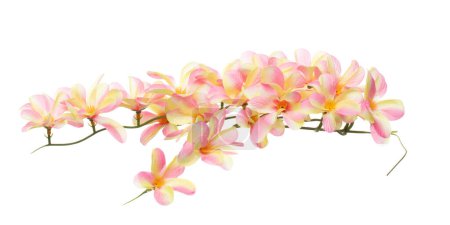 Photo for Orange Pink tropical plumeria rubra ivy Flower is bunch. Orange Pink tropical plumeria rubra ivy present Love romantic valentine. Artificial fake plumeria rubra fly in air. White background isolated - Royalty Free Image